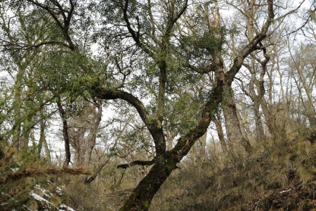 Dos pinos, lonquimay